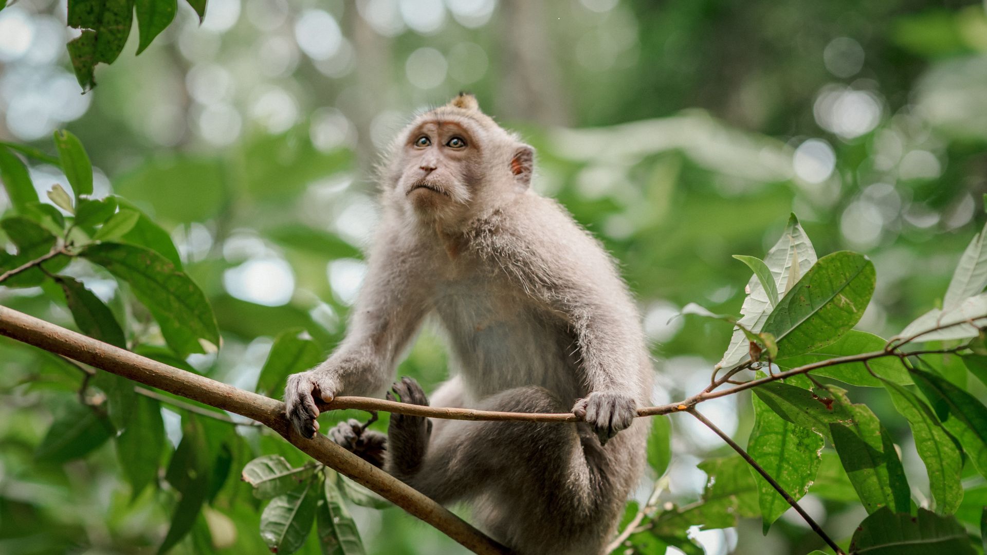 Monyet di Alas Kedaton